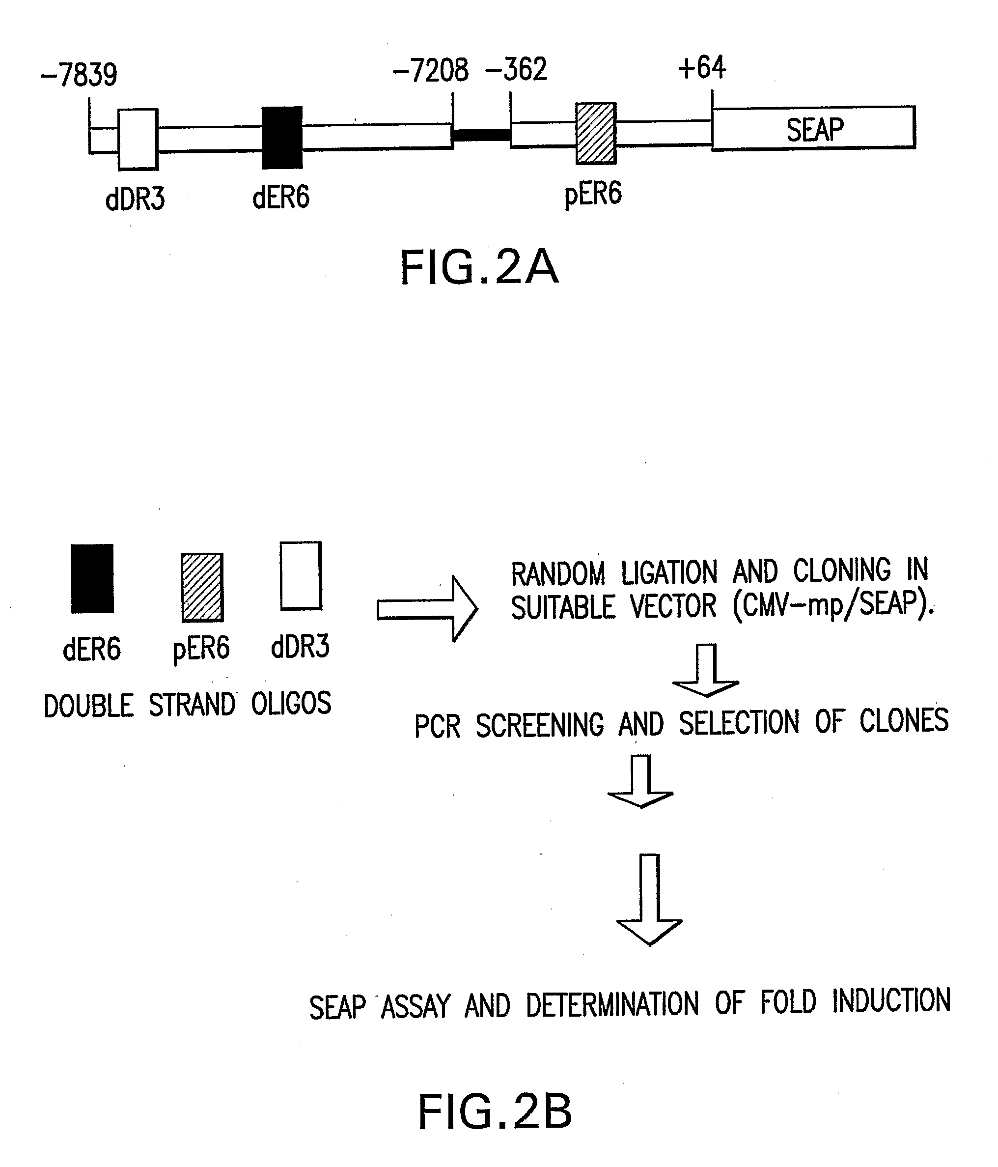 Cytochrome P450 Induction Assay