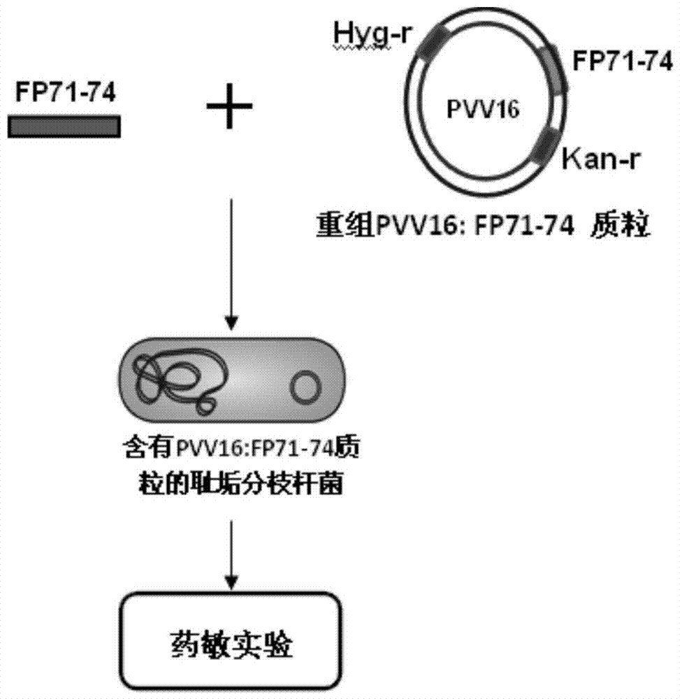 A new drug-resistant gene of Mycobacterium tuberculosis and its application