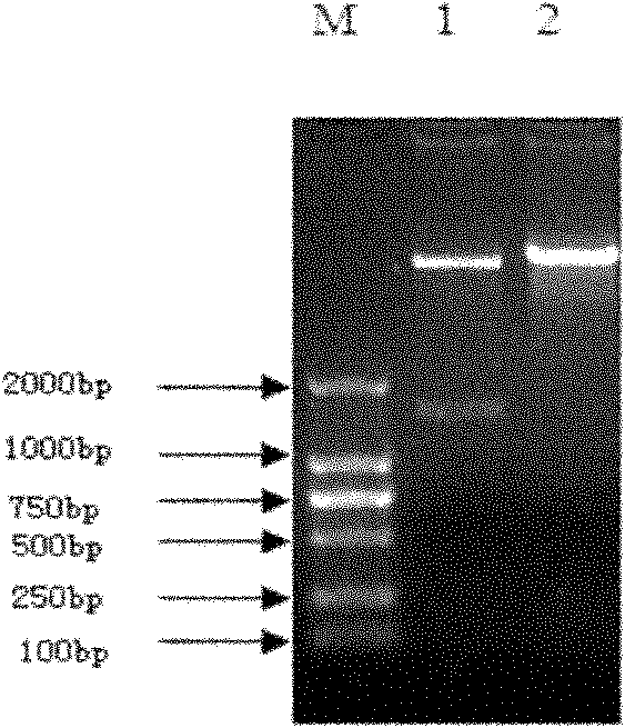 Fusion protein and fusion protein expression vector thereof