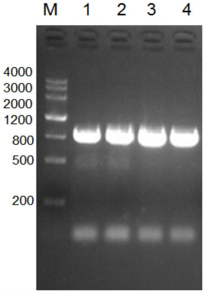Acinetobacter baumanniihy pothetical protein A1S-1462 protein and preparation method and application thereof
