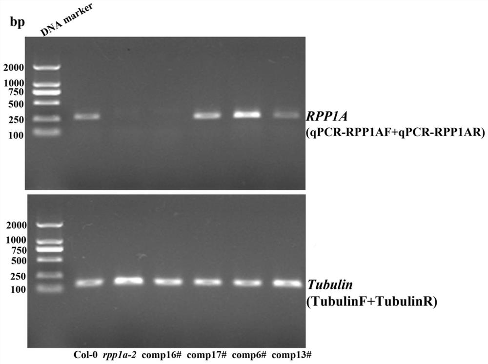 Application of arabidopsis seed regulatory gene RPP1A