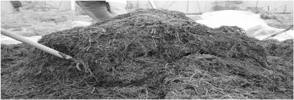 Low-temperature beneficial microorganism preparation product applied to straw application