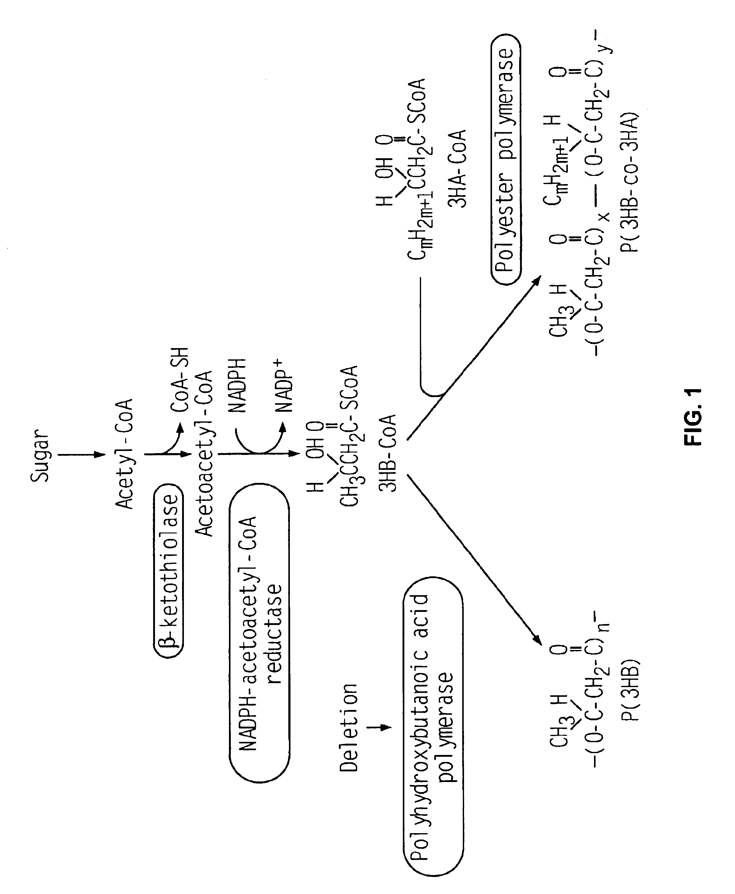 Method of producing copolymer polyester