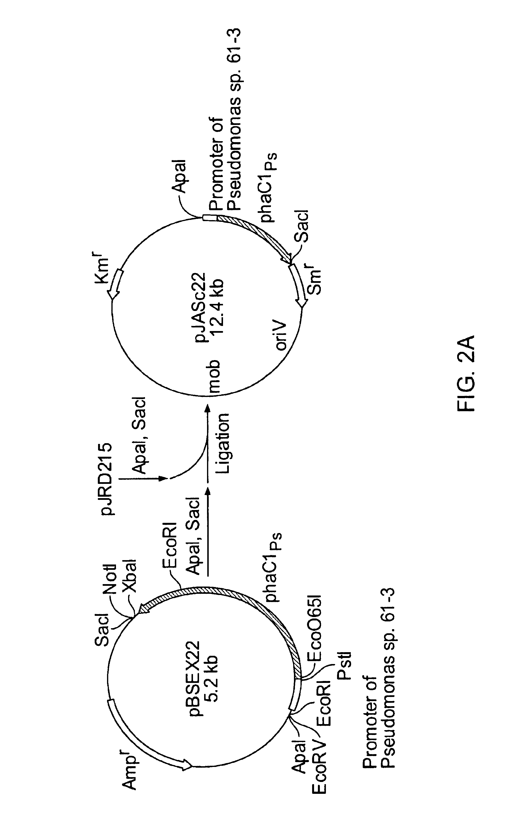 Method of producing copolymer polyester