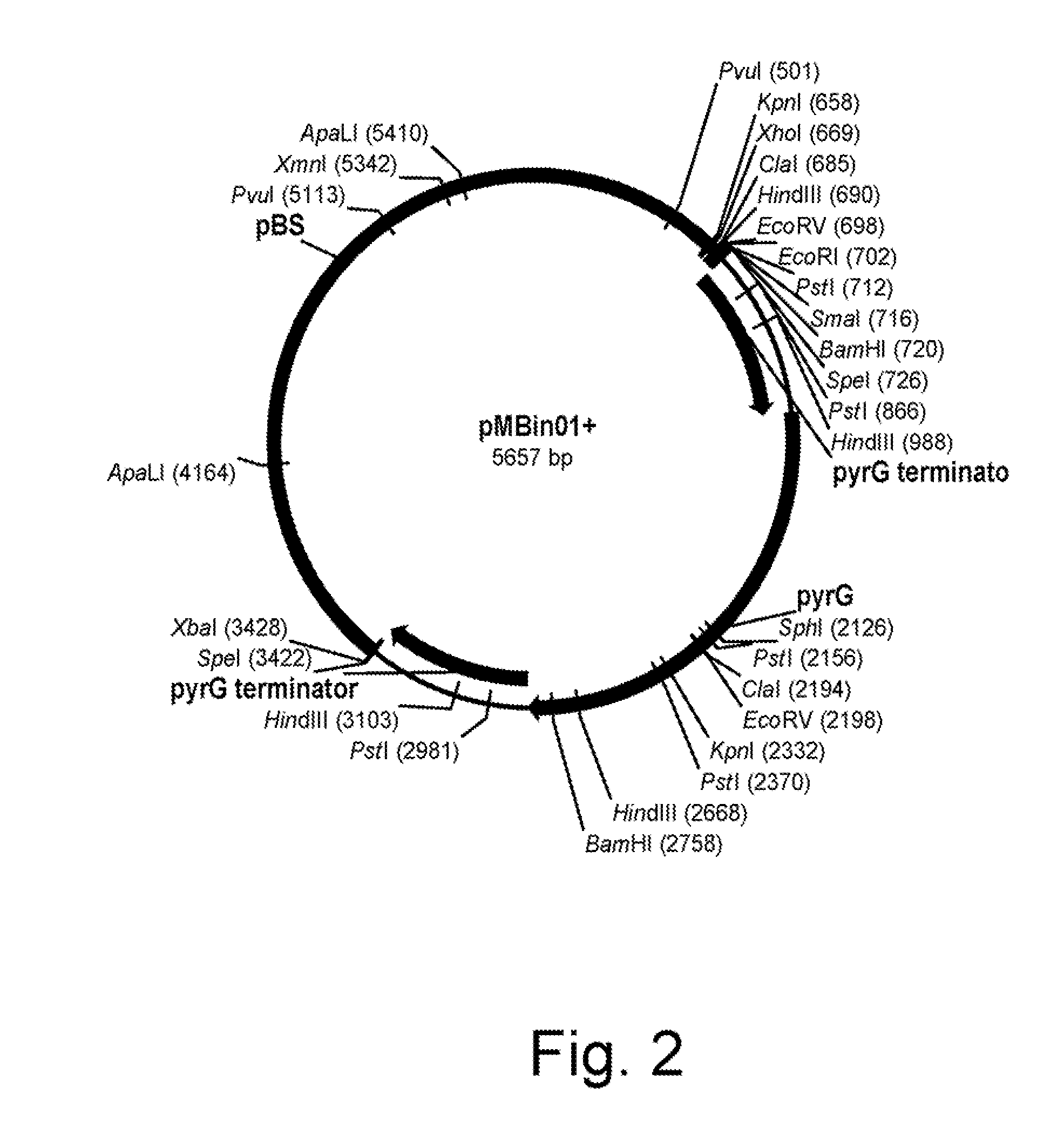 Methods for producing biological substances in enzyme-deficient mutants of aspergillus niger