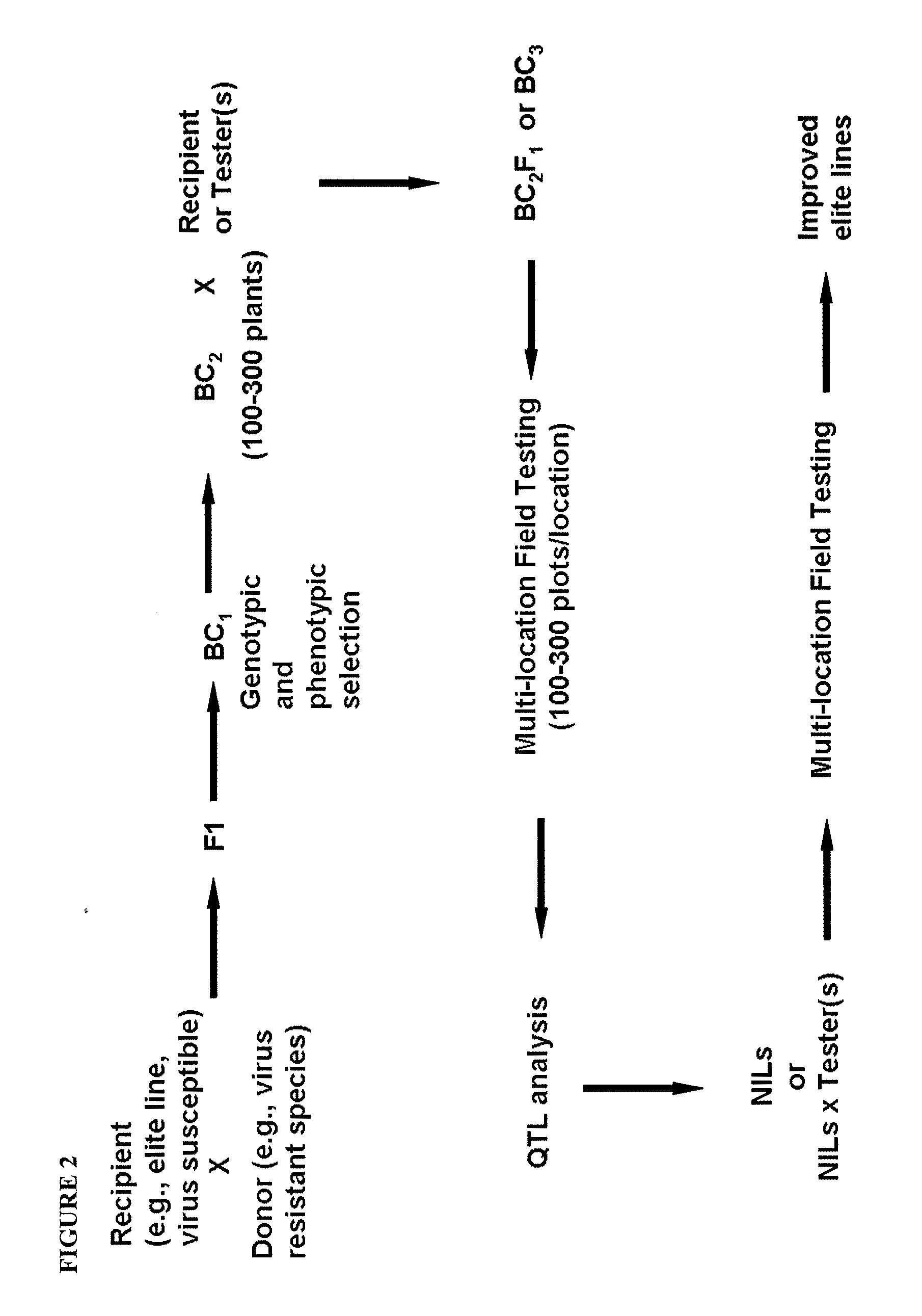 Squash leaf curl virus (SLCV) resistance in cucurbits