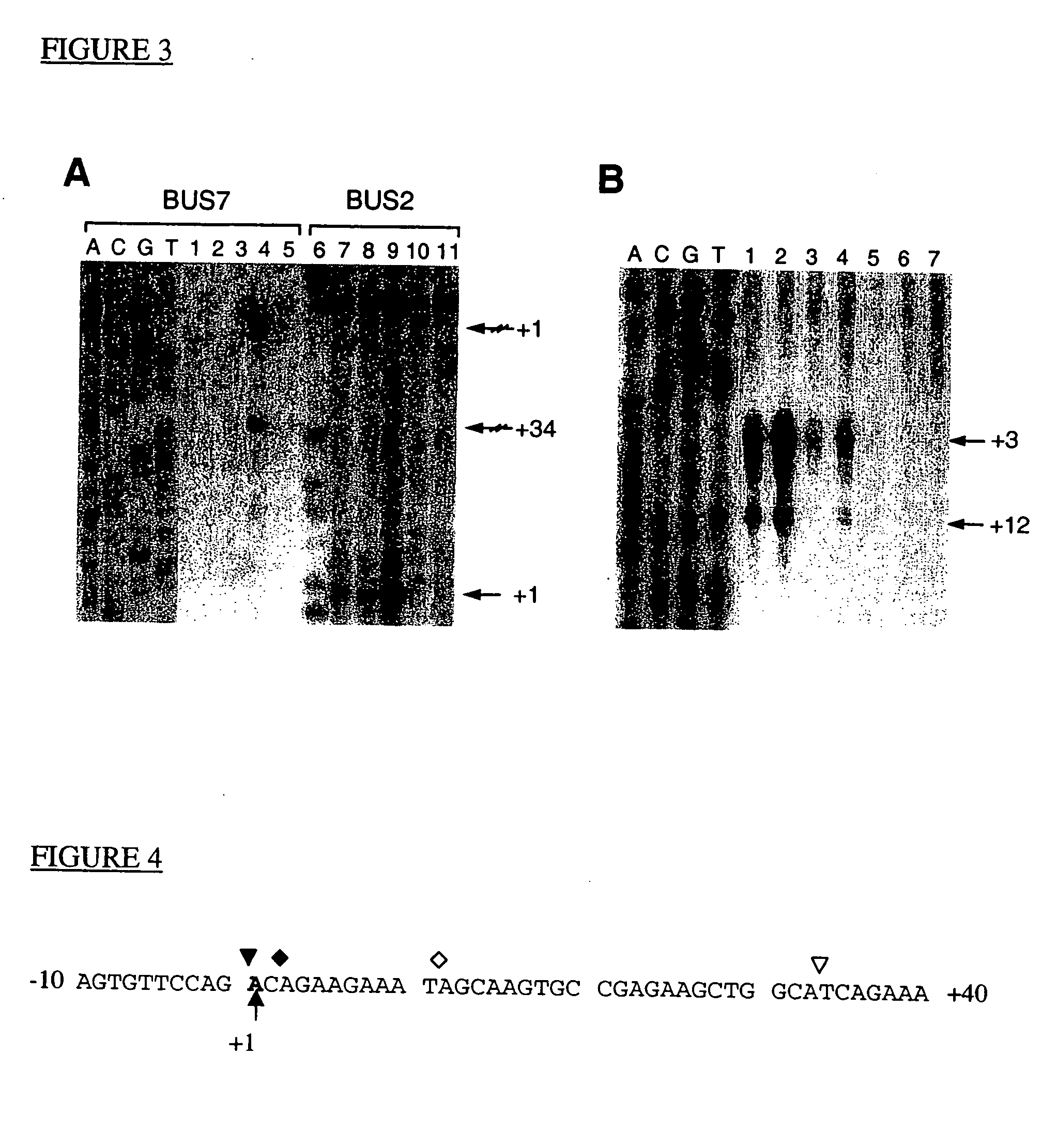 Nucleic acid molecules comprising the promoter for PCA3dd3, a new prostate antigen, and uses thereof