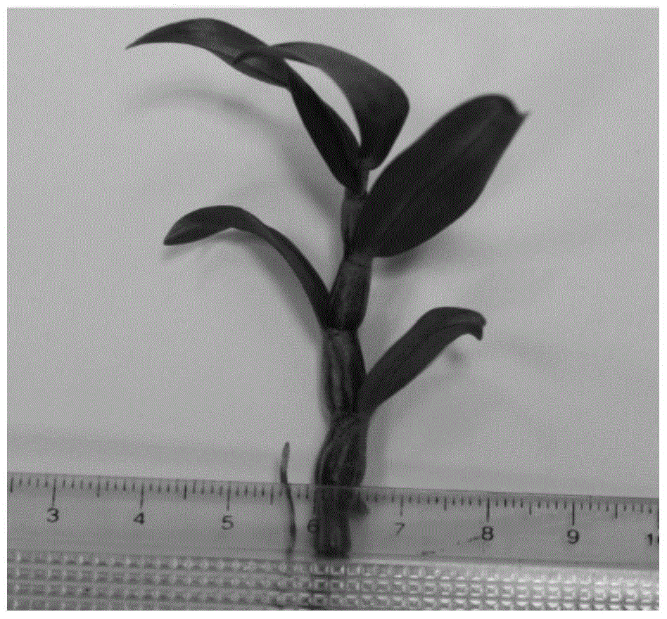 A kind of method for promoting strong seedling and rooting of dendrobium orchid tissue culture seedling