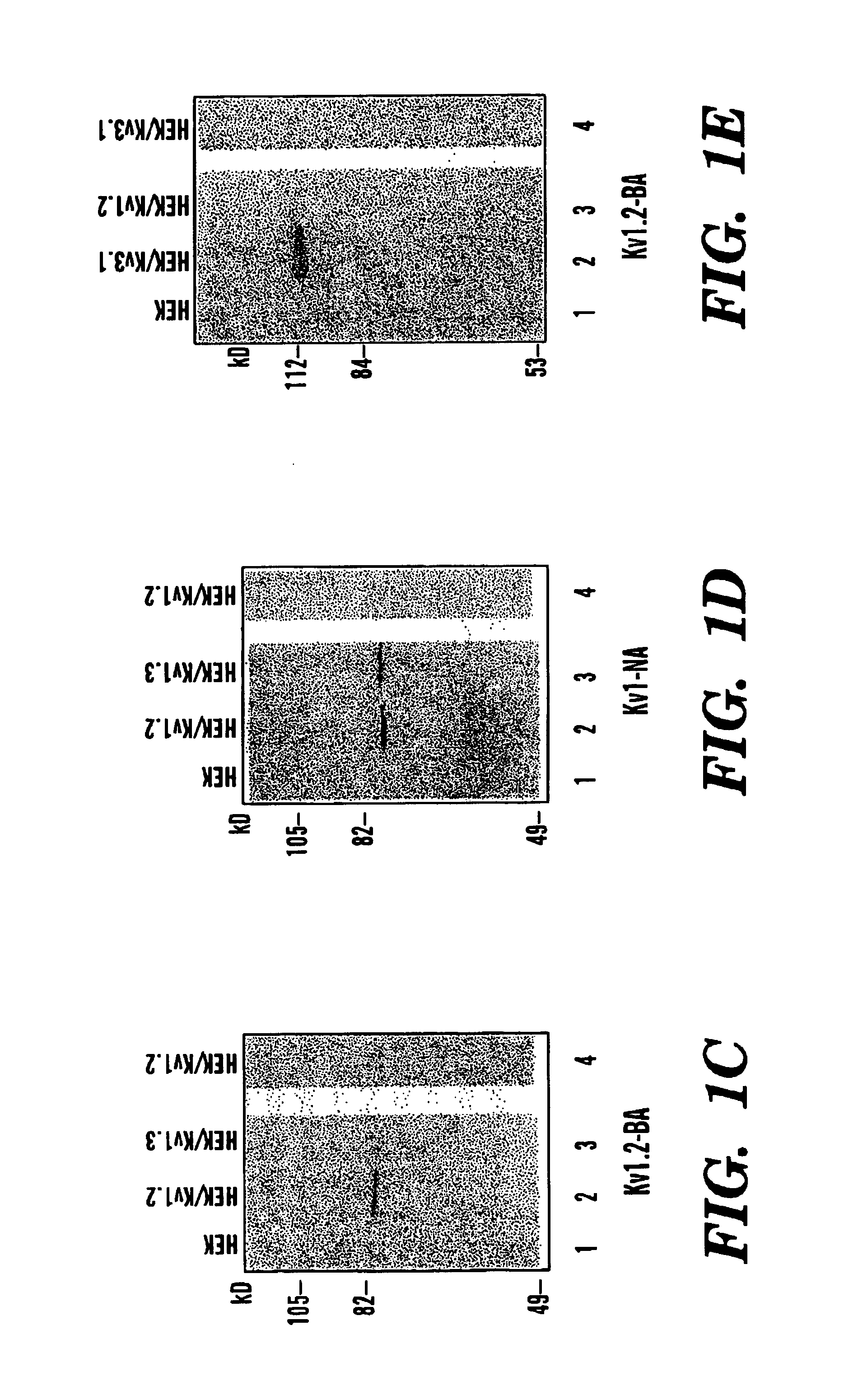 Methods for designing specific ion channel blockers