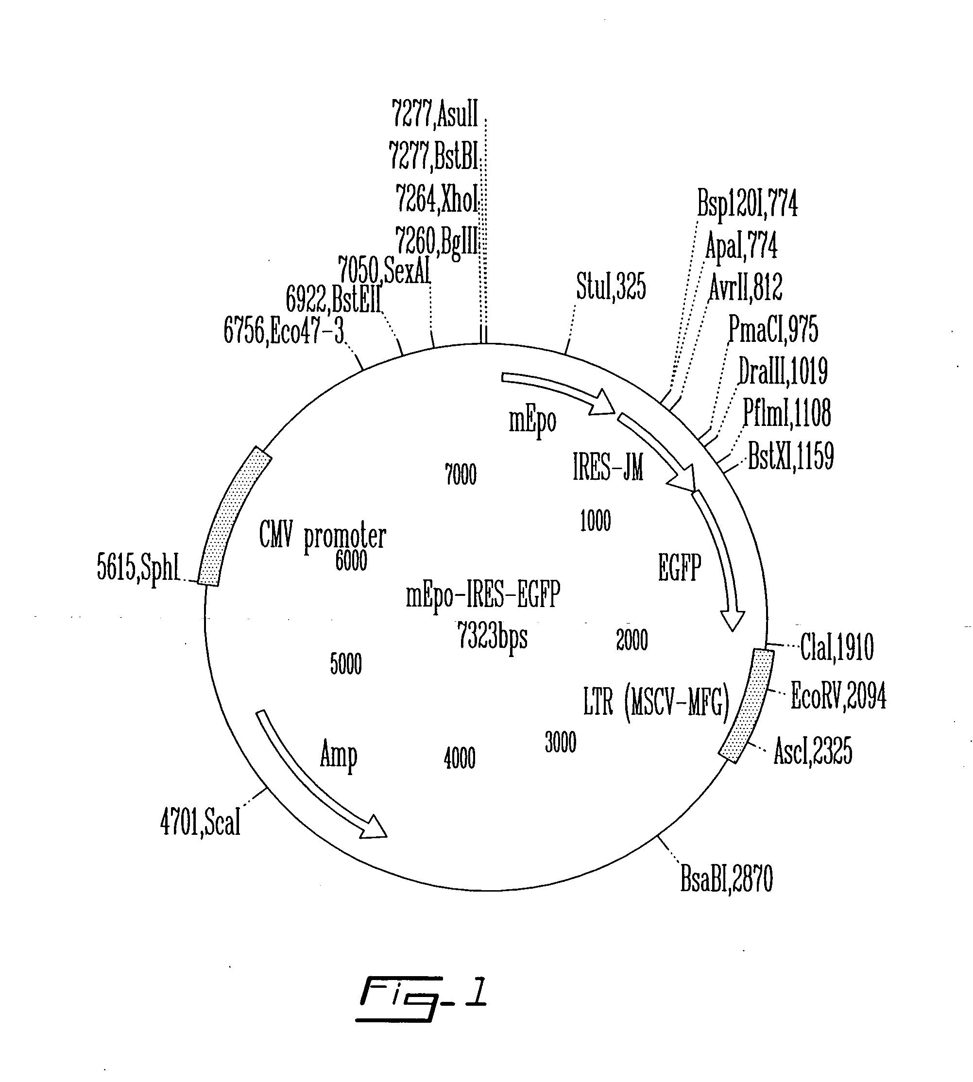 Cultured stromal cells and uses thereof