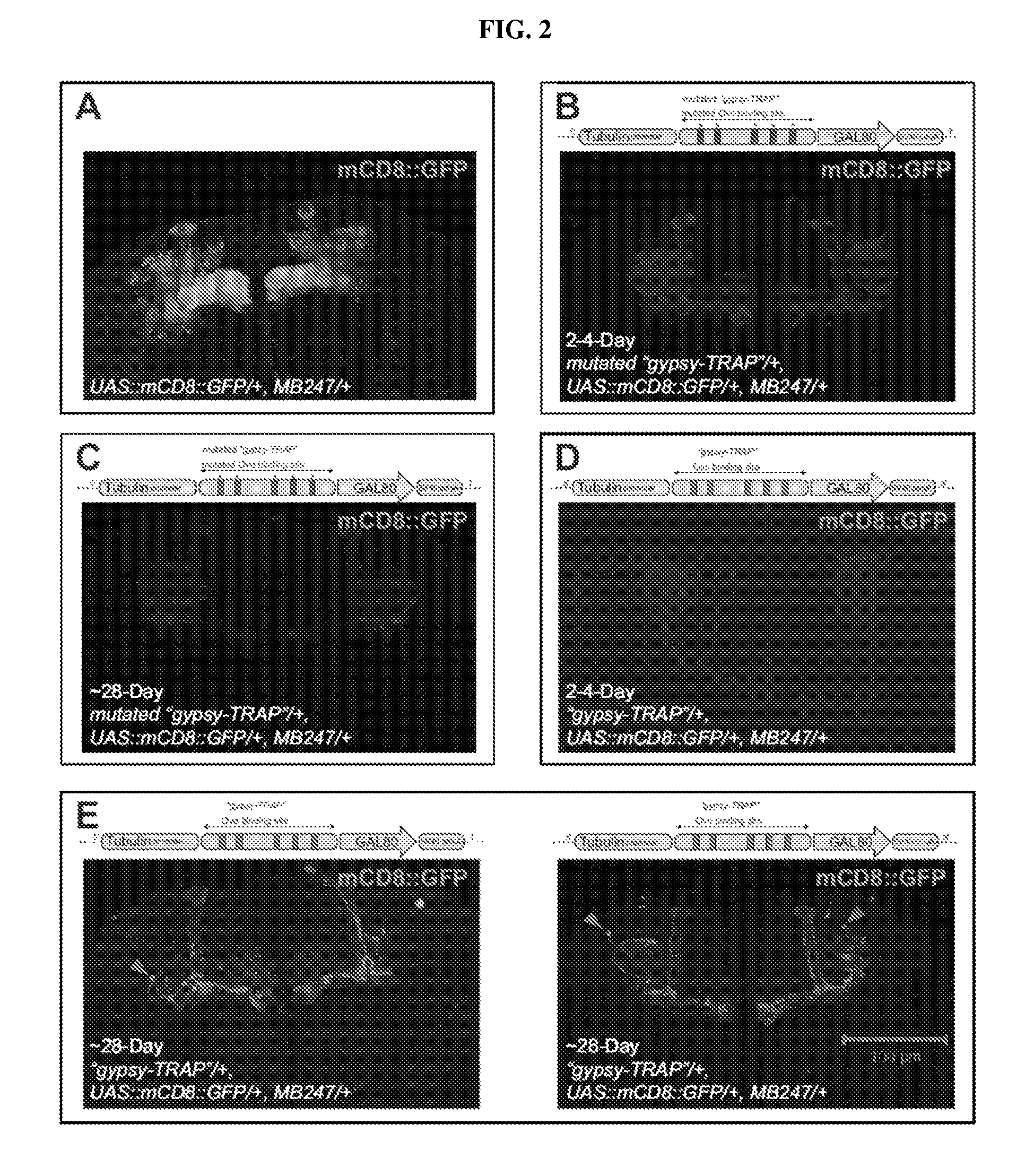 Transposon activation during aging and neuronal decline