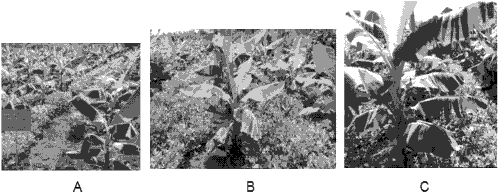 Efficient cultivation method for improving soil acidity, precise fertilization and matched intercropping to comprehensively prevent and control banana wilt