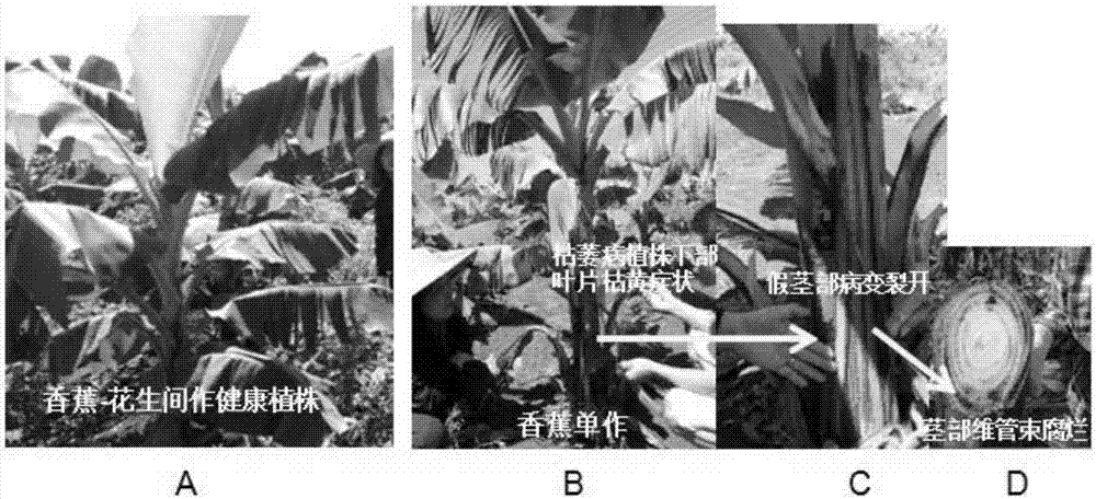 Efficient cultivation method for improving soil acidity, precise fertilization and matched intercropping to comprehensively prevent and control banana wilt