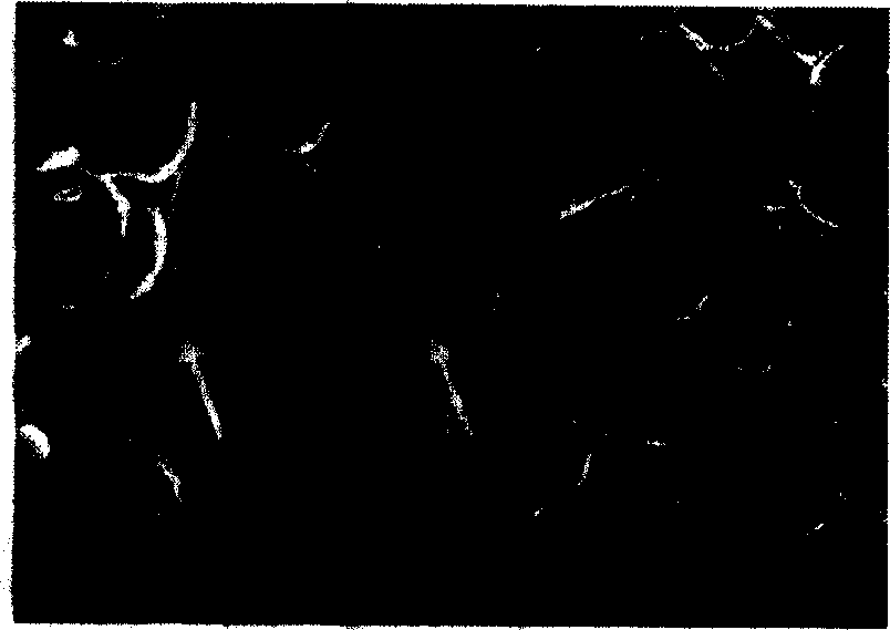 Technical method and schedule for preparation of foam carbon material used asphalt as raw material