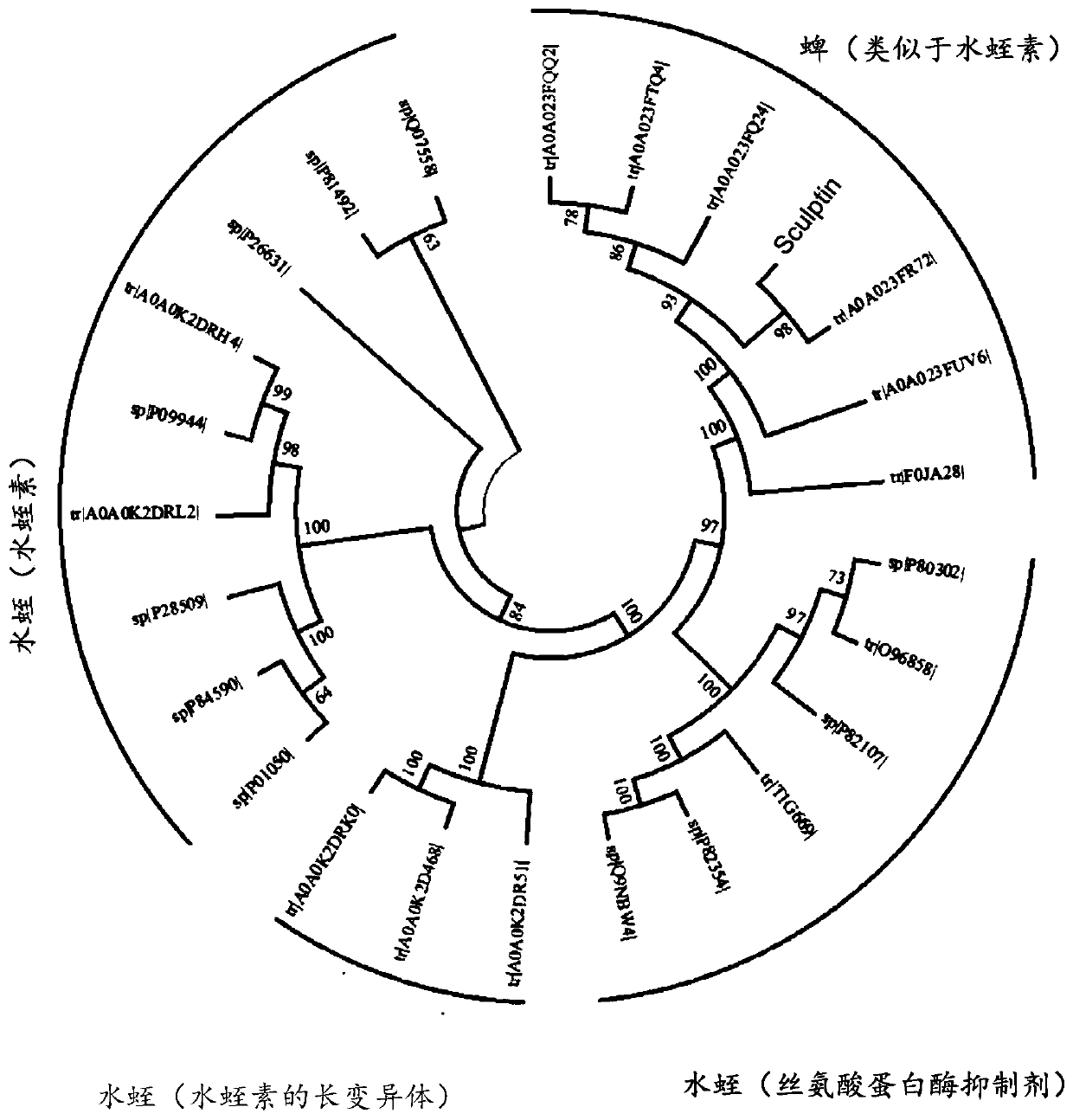 Recombinant protein and fragments thereof, method for producing said recombinant protein, synthetic gene and use of the recombinant protein