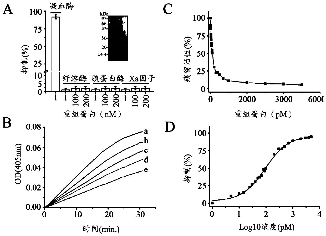 Recombinant protein and fragments thereof, method for producing said recombinant protein, synthetic gene and use of the recombinant protein