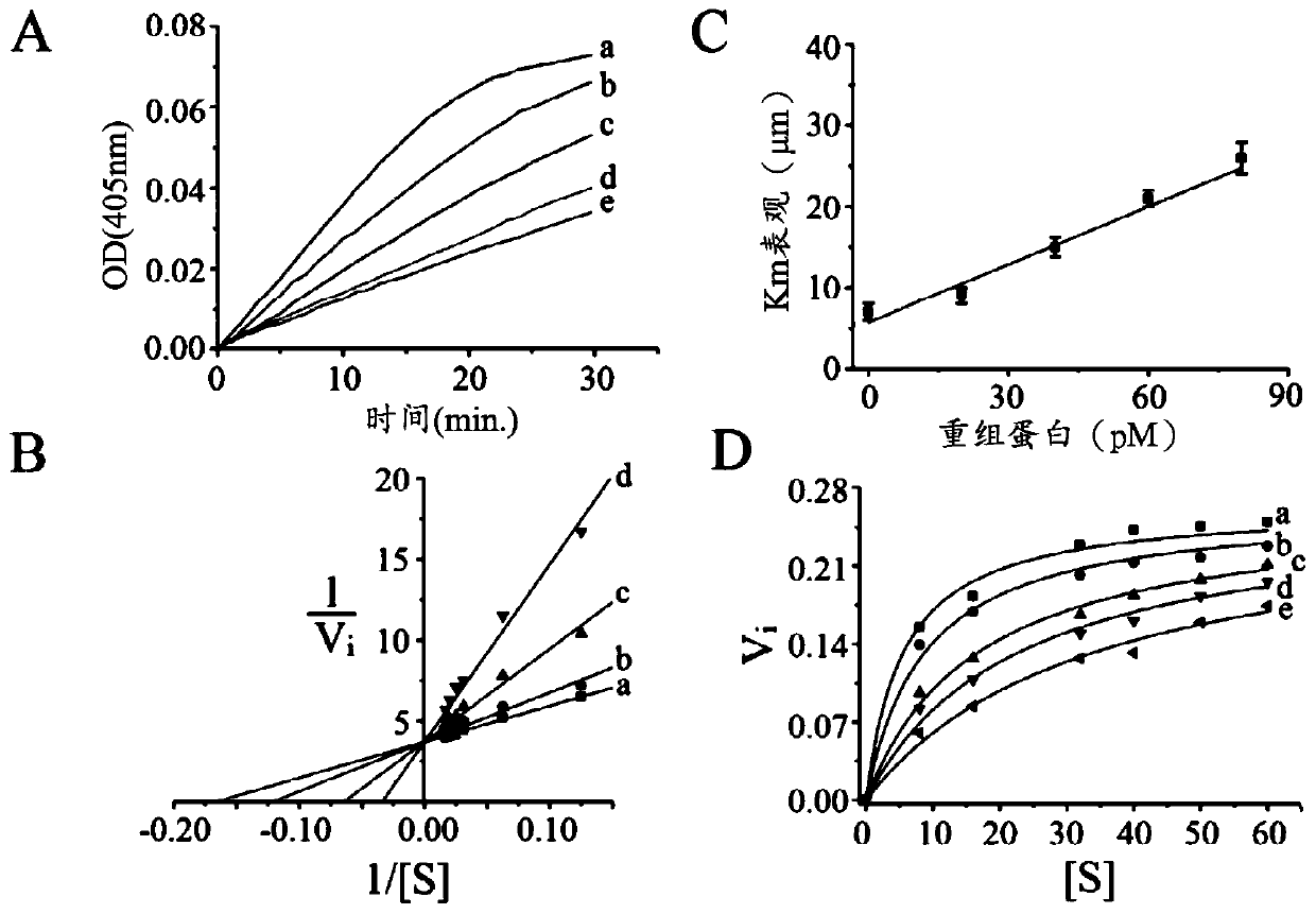 Recombinant protein and fragments thereof, method for producing said recombinant protein, synthetic gene and use of the recombinant protein