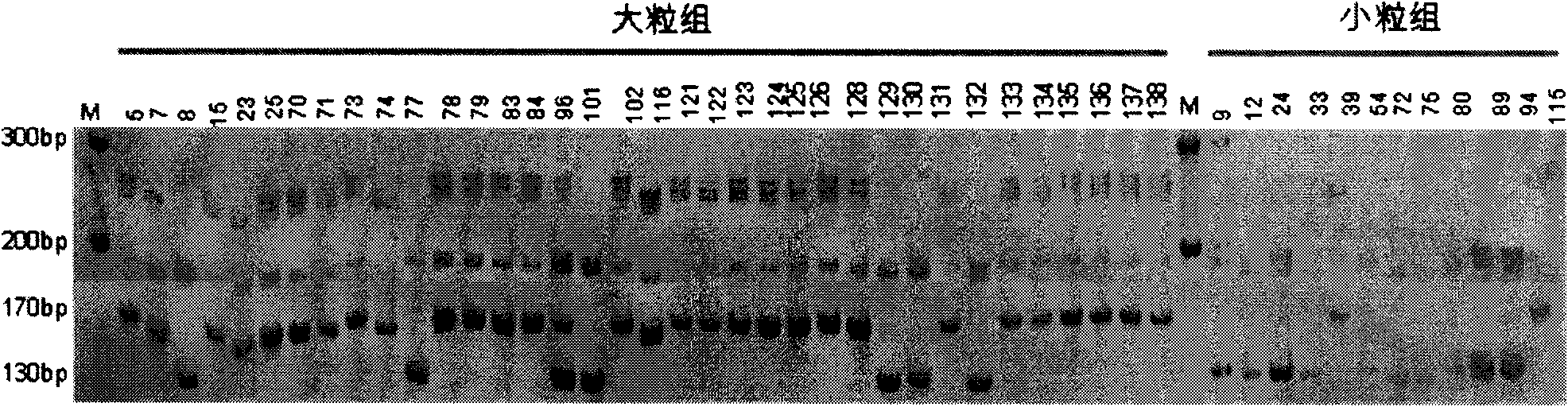 A pair of special primers for assisted evaluation of relevant locus of soybean seed weight and method thereof