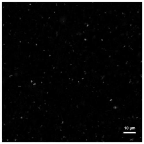 Cationic microbubble-rAAV-miRNA virus compound as well as preparation method and application thereof