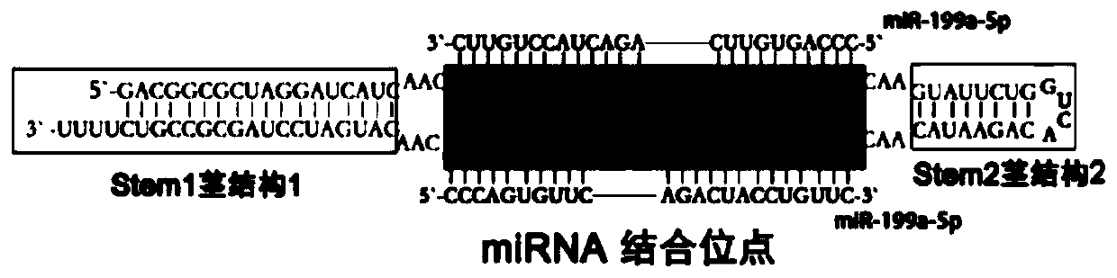 Cationic microbubble-rAAV-miRNA virus compound as well as preparation method and application thereof