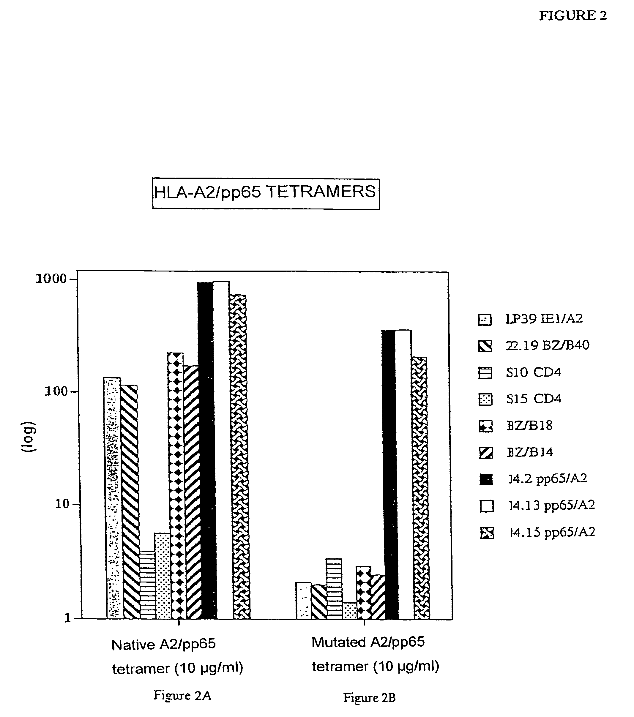 Means for detection and purification of CD8+ T lymphocyte populations specific to peptides presented in the context of HLA