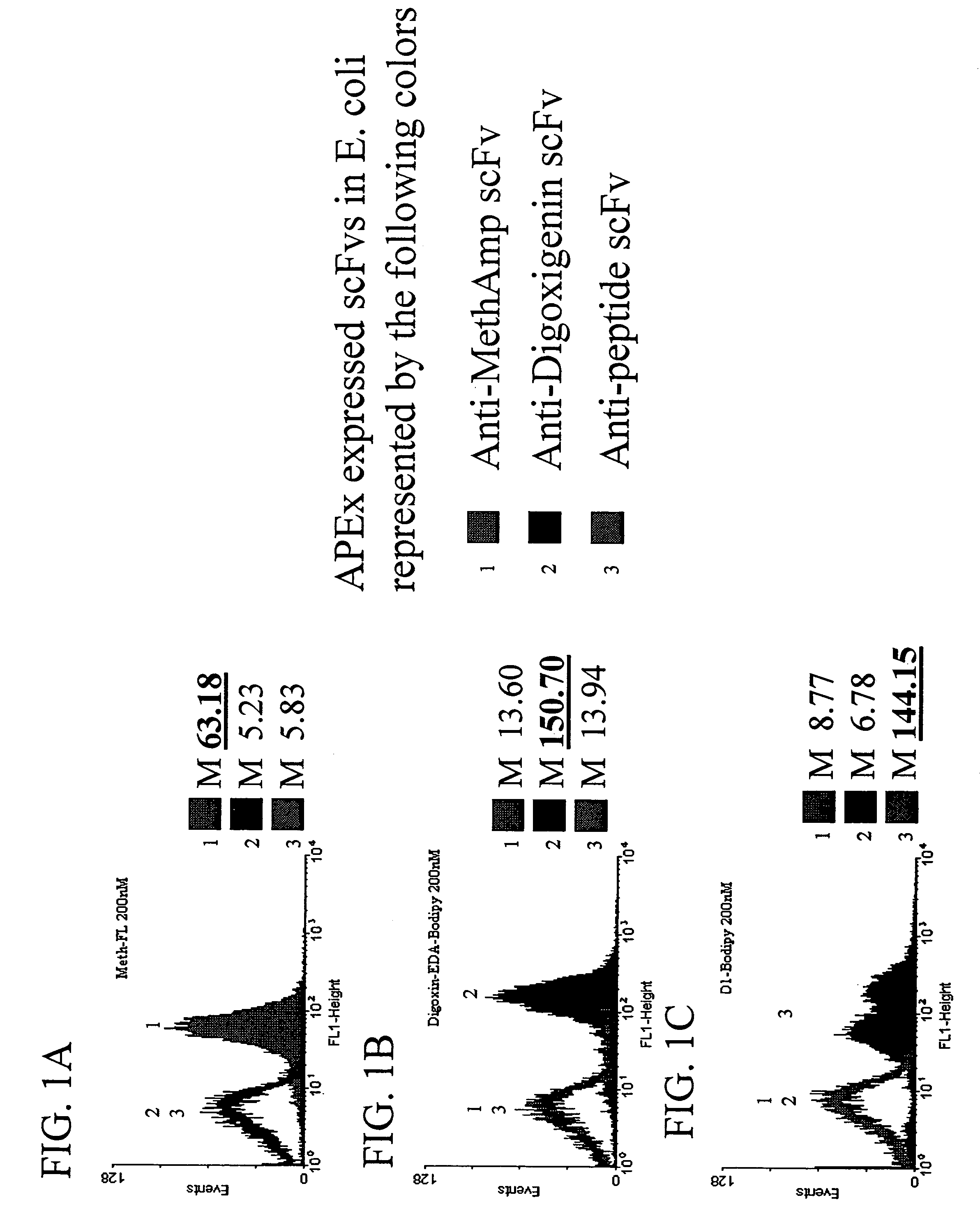 Combinatorial protein library screening by periplasmic expression