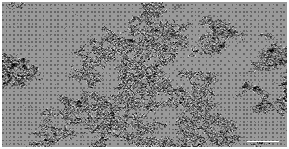 Starting method of nitrosated granule sludge for treating urban sewage