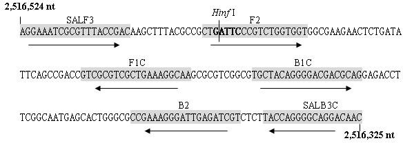 Loop-mediated isothermal amplification method for detecting salmonella in food and reagent kit