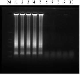 Loop-mediated isothermal amplification method for detecting salmonella in food and reagent kit