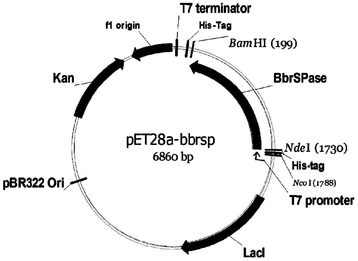 Application of sucrose phosphorylase in preparation of 2-O-alpha-D-glucosyl-L-ascorbic acid