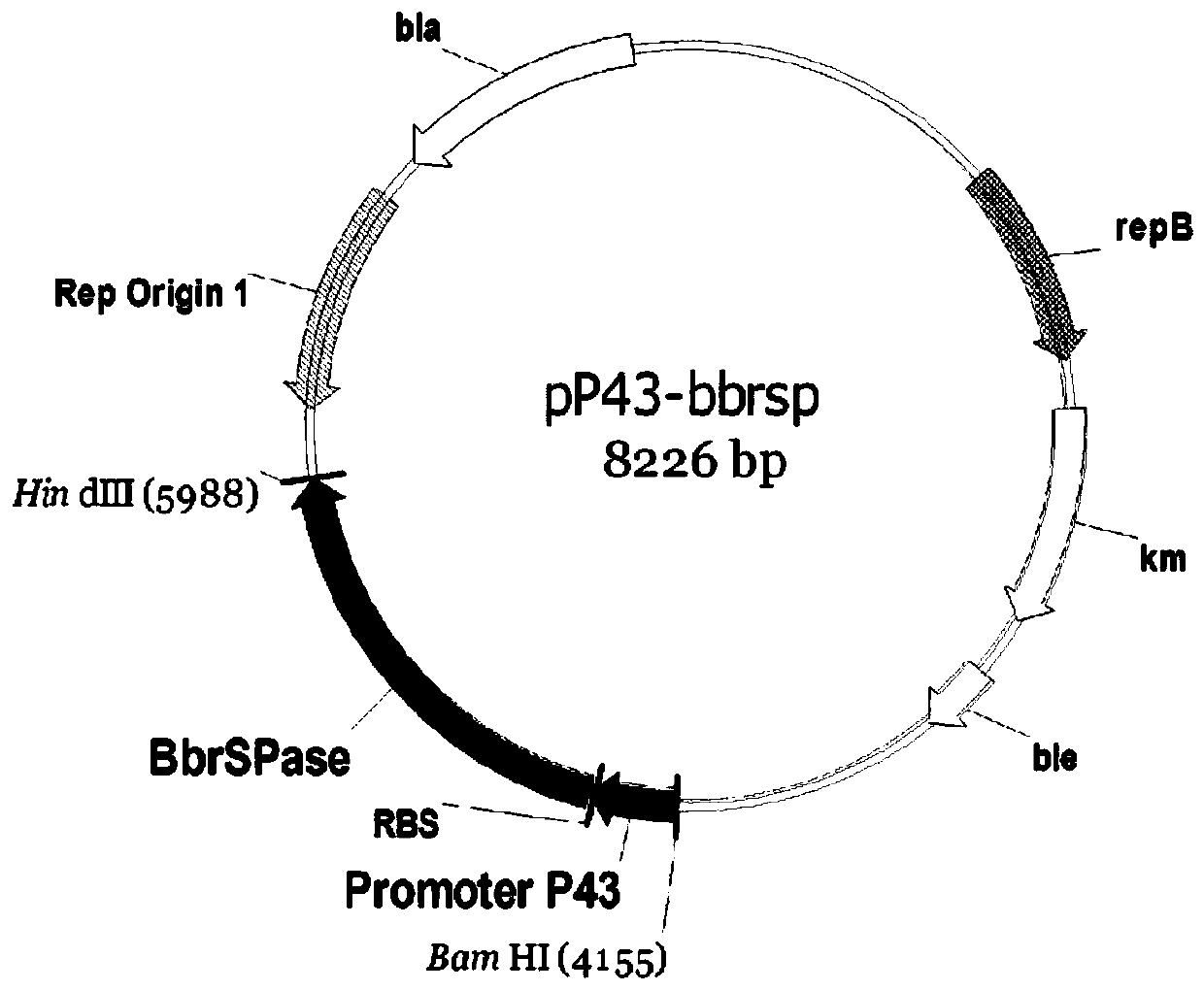 Application of sucrose phosphorylase in preparation of 2-O-alpha-D-glucosyl-L-ascorbic acid