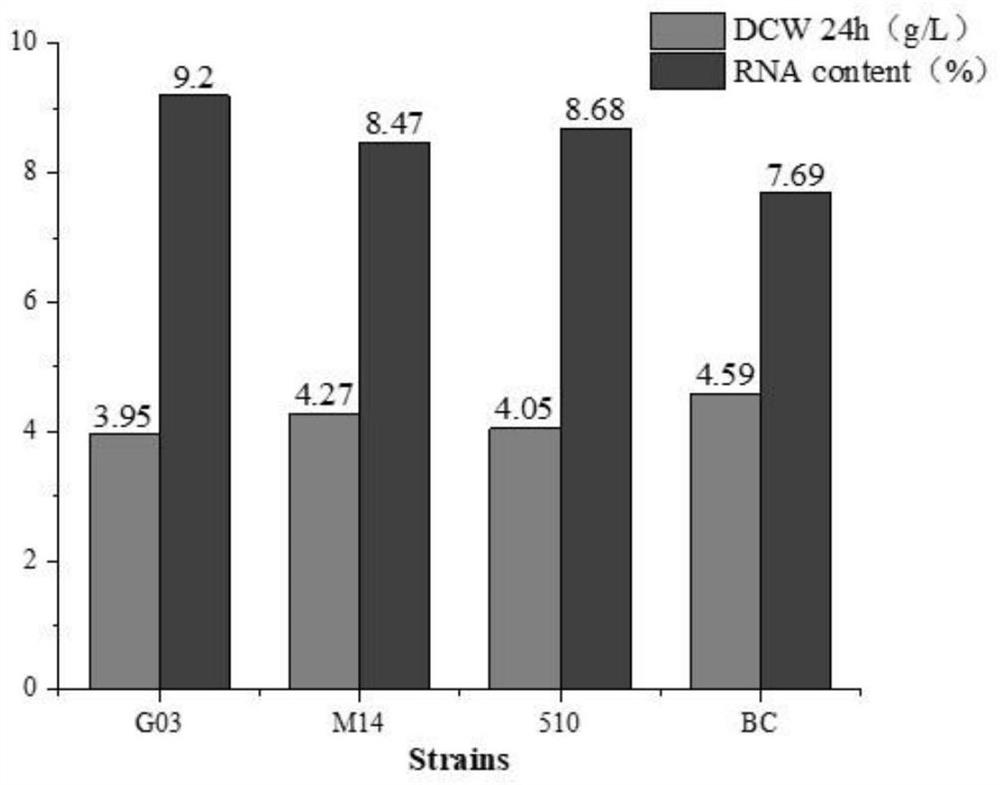 High ribonucleic acid saccharomyces cerevisiae strain and application thereof