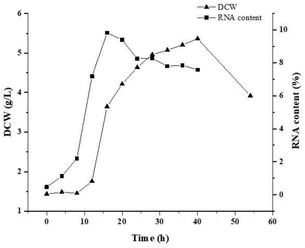 High ribonucleic acid saccharomyces cerevisiae strain and application thereof