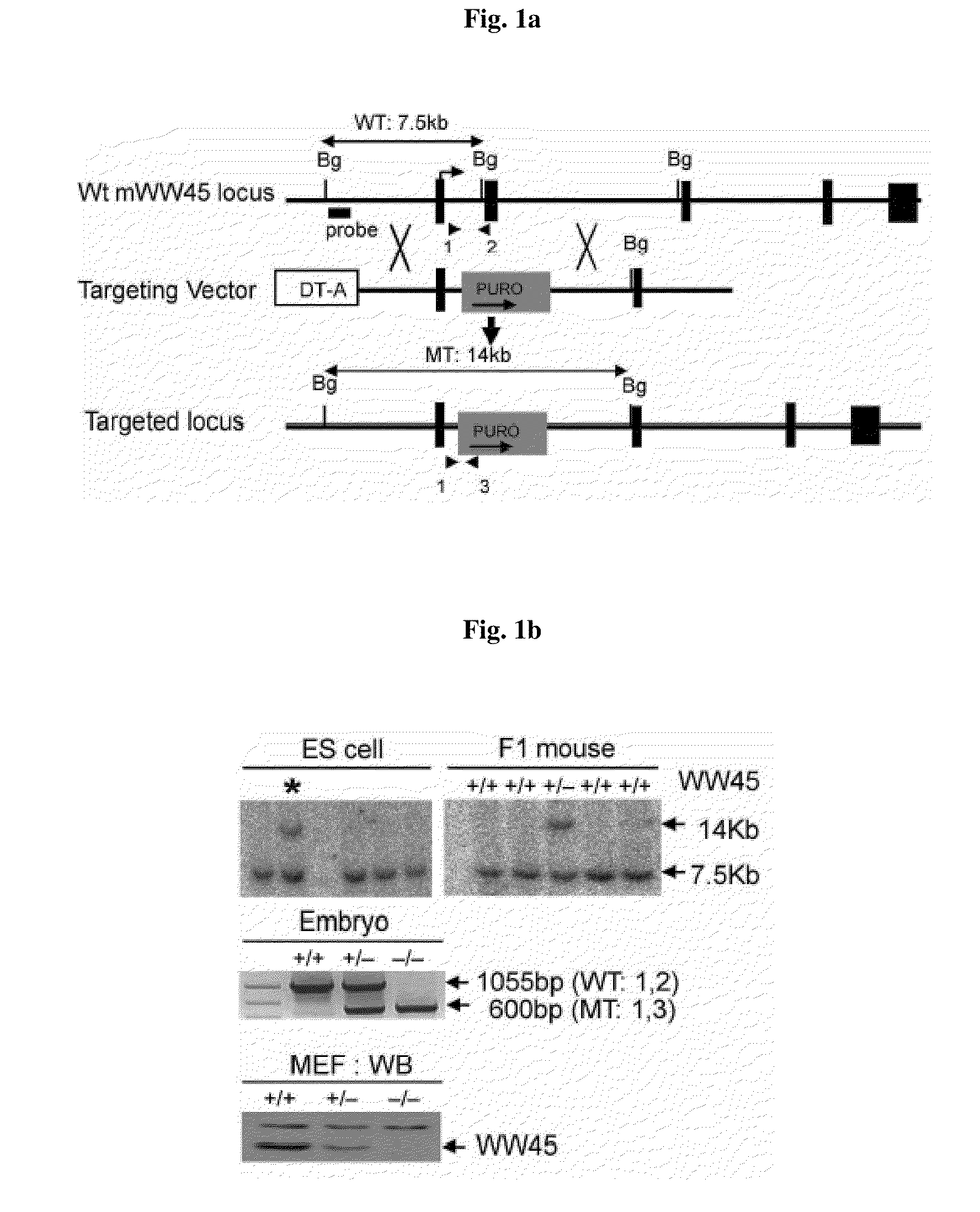 Methods of regulating differentiation in mammals