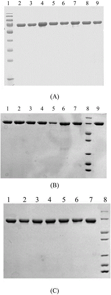 Tyrosine decarboxylase mutant and gene and application thereof