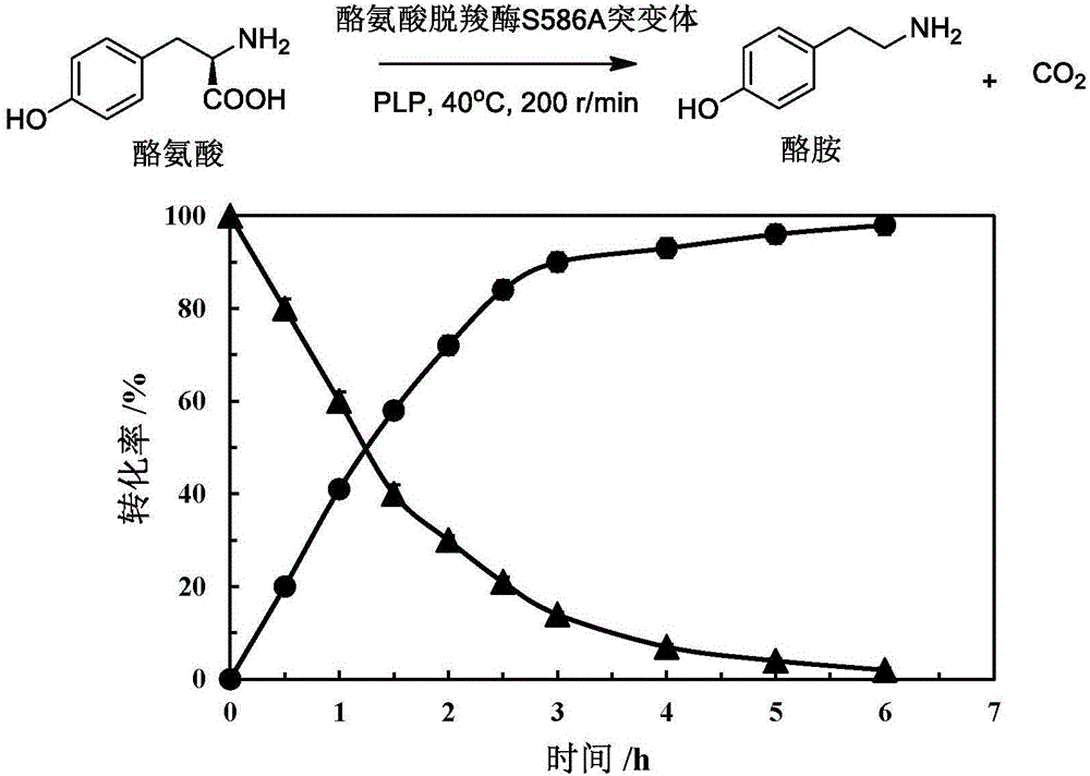 Tyrosine decarboxylase mutant and gene and application thereof