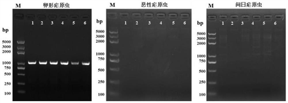 Method for detecting plasmodium ovale infection by using PCR technology