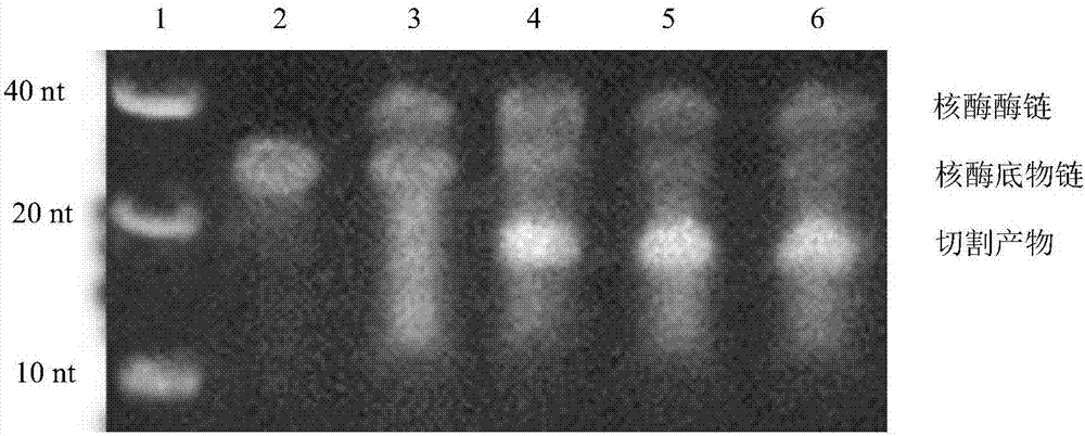 High-salinity-resistant nucleic acid sensor for copper and application thereof