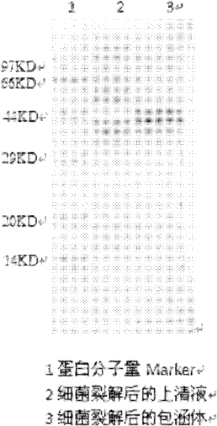 ELISA (enzyme linked immunosorbent assay) kit for detecting pig progenitive and respiratory syndrome (PRRS) antibody