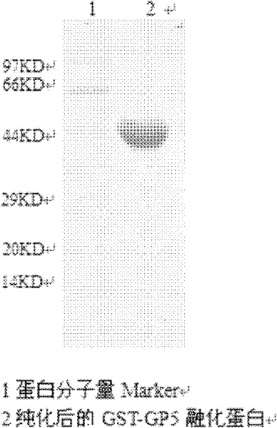 ELISA (enzyme linked immunosorbent assay) kit for detecting pig progenitive and respiratory syndrome (PRRS) antibody