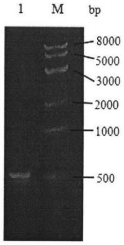 Anti-tumor fusion protein and preparation method thereof