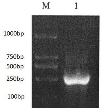 Anti-tumor fusion protein and preparation method thereof