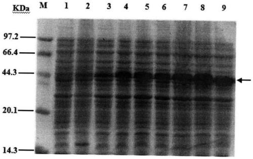 Anti-tumor fusion protein and preparation method thereof