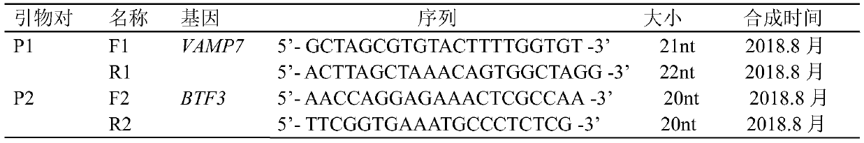 Method and special kit for detection of CNV label of cattle VAMP7 gene