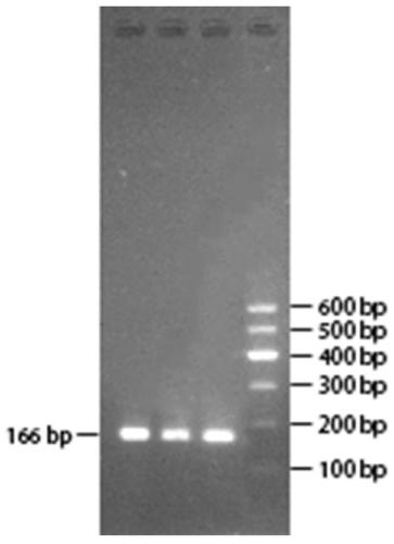 Method and special kit for detection of CNV label of cattle VAMP7 gene