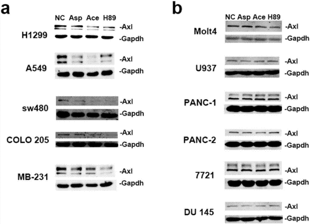 Applications of non-steroidal anti-inflammatory drugs in improvement of sensitivity of tumor cells to tyrosine kinase inhibitors