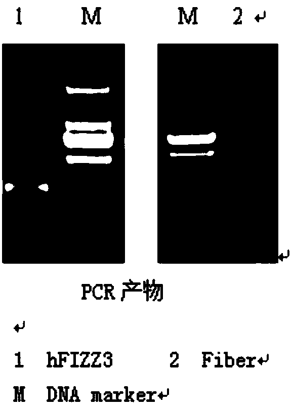 Improved adenovirus, construction method of system of improved adenovirus, and application of improved adenovirus