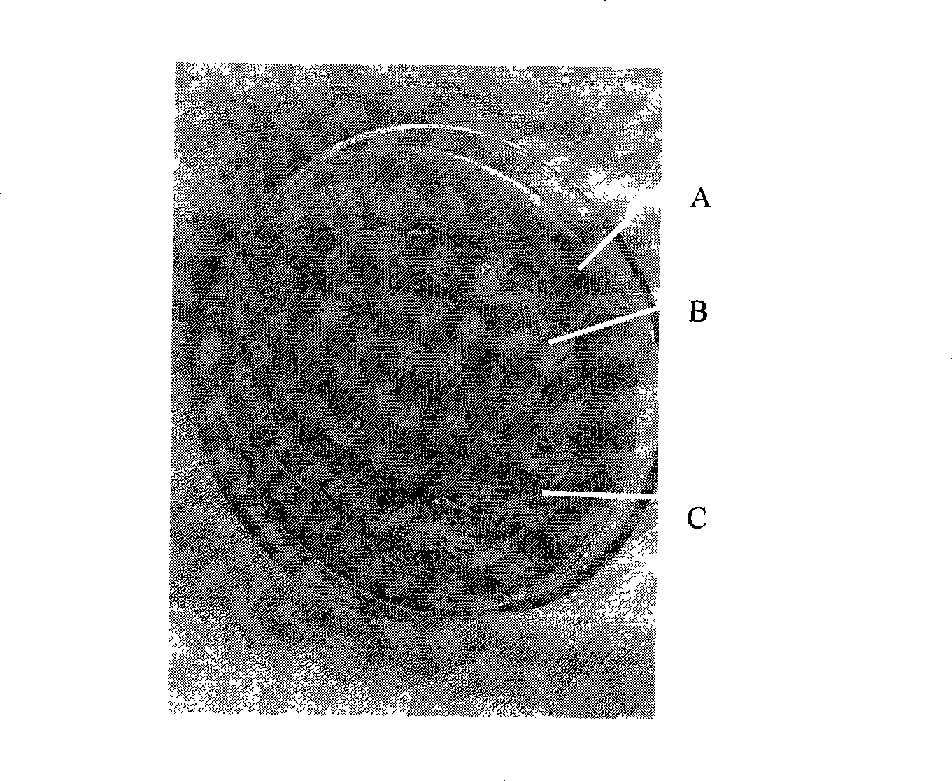 Face mask material containing alginic acid fiber, preparation method and use thereof