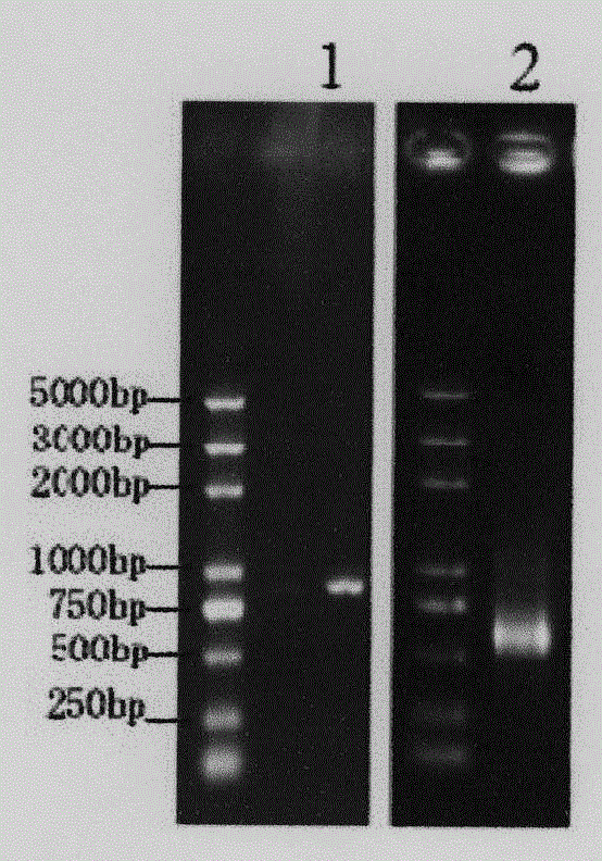 Identification of silkworm hemocyte specific expressed gene cathepsin O regulation element