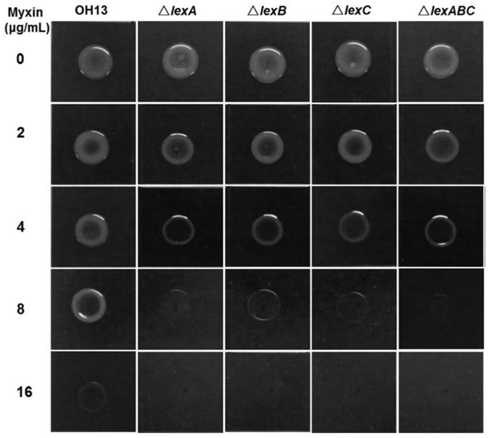 Efflux pump LexABC participating in self resistance of phenazine substance myxin as well as coding gene and application of efflux pump LexABC